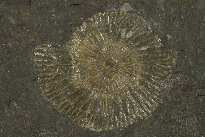Dactylioceras Ammonite Fossil - Posidonia Shale, Germany #100260